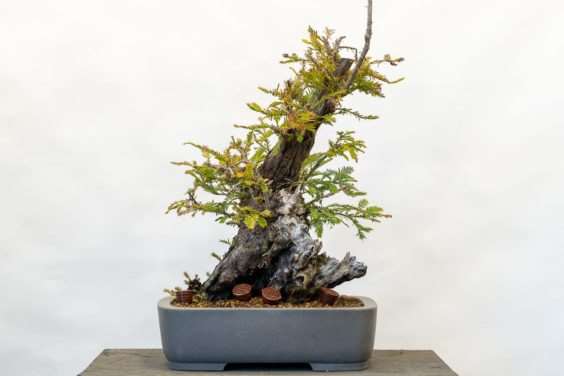 红木盆景树怎么养护的指南