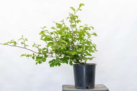 图解 怎么修剪盆景不必要的增长