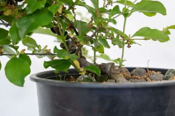 图解 怎么修剪盆景不必要的增长