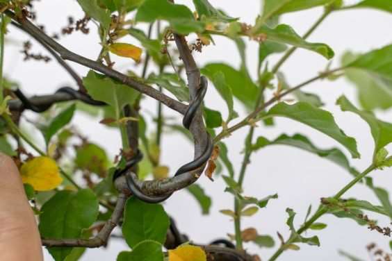 图解 怎么修剪盆景不必要的增长