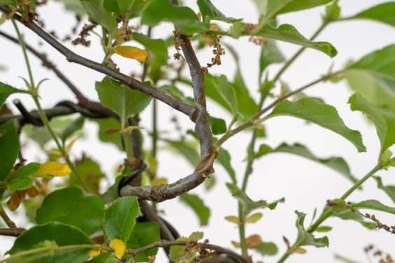 图解 怎么修剪盆景不必要的增长