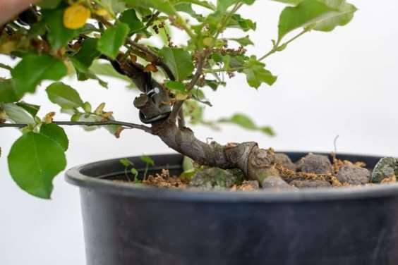 图解 怎么修剪盆景不必要的增长