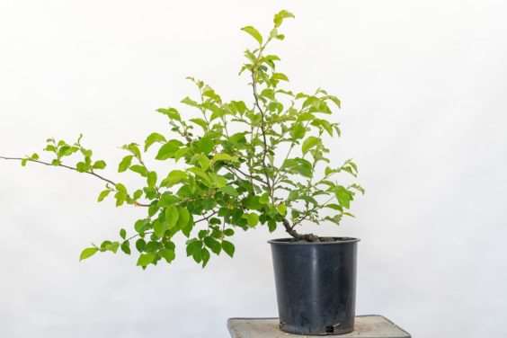 图解 怎么修剪盆景不必要的增长