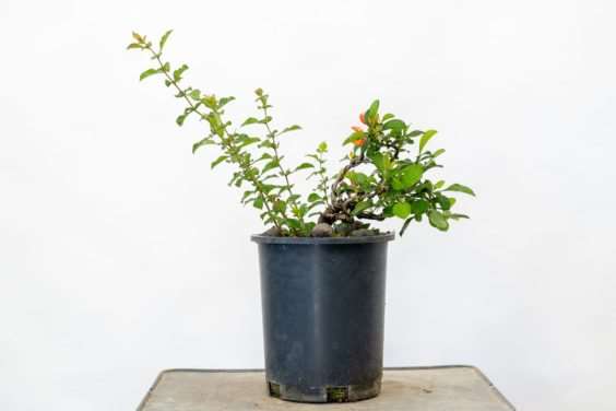 图解 落叶盆景怎么修剪不必要的增长