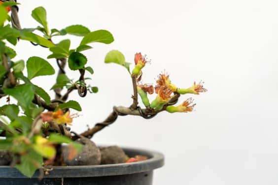 图解 落叶盆景怎么修剪不必要的增长