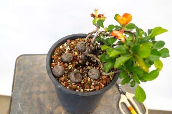 图解 落叶盆景怎么修剪不必要的增长