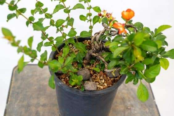 图解 落叶盆景怎么修剪不必要的增长