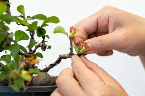 图解 落叶盆景怎么修剪不必要的增长