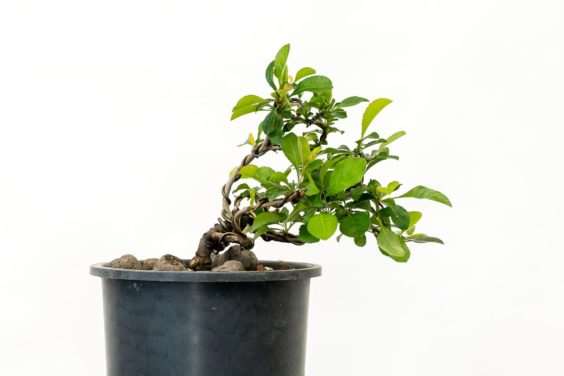 图解 落叶盆景怎么修剪不必要的增长