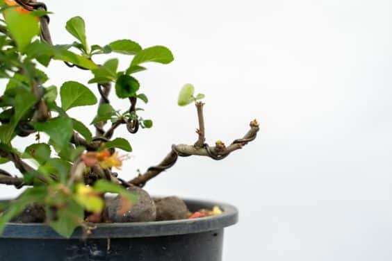 图解 落叶盆景怎么修剪不必要的增长
