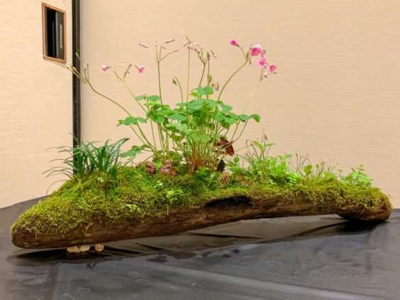 2019 休斯顿河口盆景展览 图片