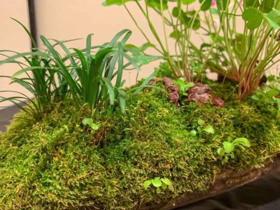 2019 休斯顿河口盆景展览 图片