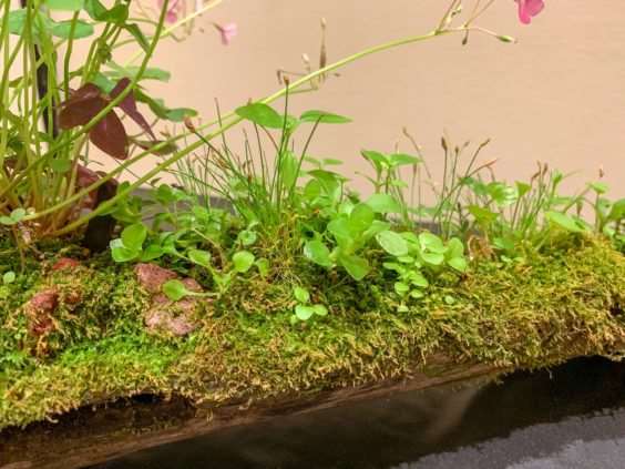 2019 休斯顿河口盆景展览 图片