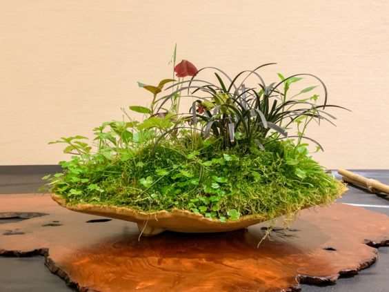 2019 休斯顿河口盆景展览 图片