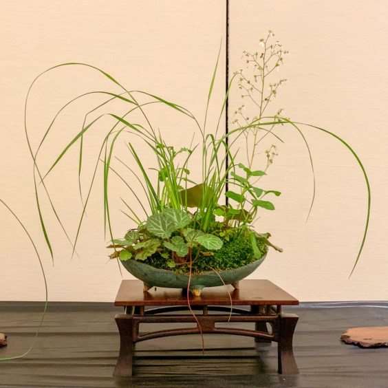 2019 休斯顿河口盆景展览 图片