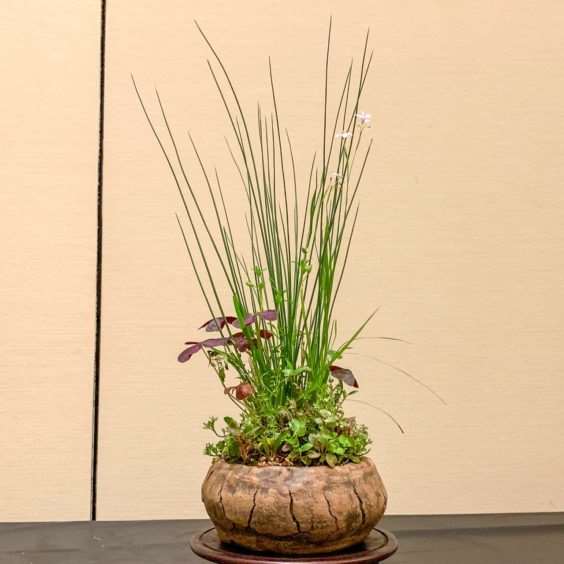 2019 休斯顿河口盆景展览 图片