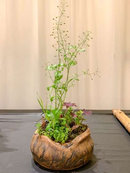 2019 休斯顿河口盆景展览 图片