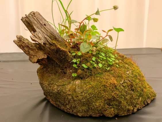 2019 休斯顿河口盆景展览 图片