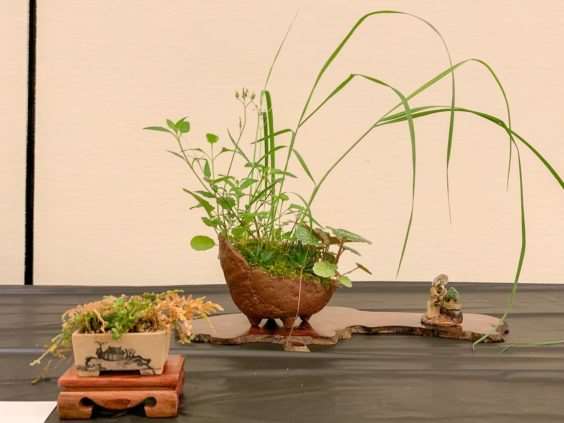 2019 休斯顿河口盆景展览 图片