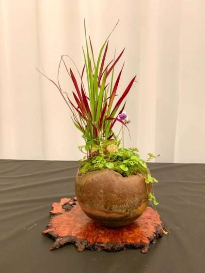 2019 休斯顿河口盆景展览 图片