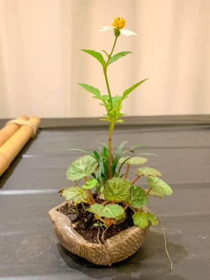 2019 休斯顿河口盆景展览 图片