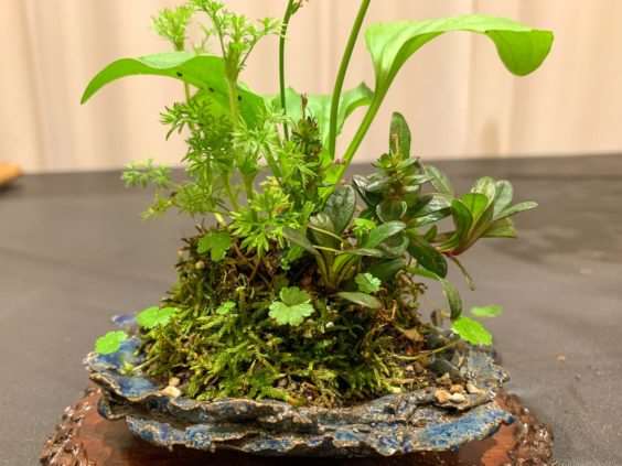 2019 休斯顿河口盆景展览 图片