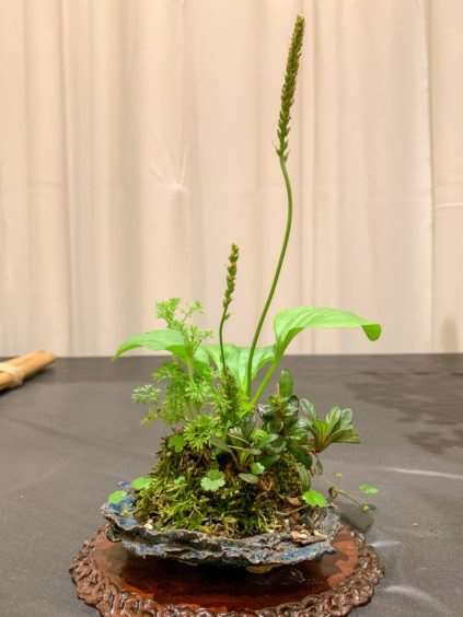 2019 休斯顿河口盆景展览 图片