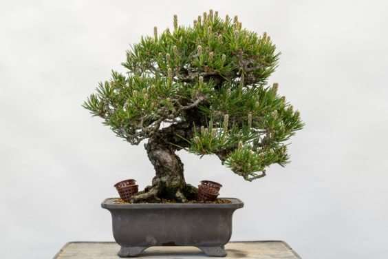 2019 今夜盆景展 图片