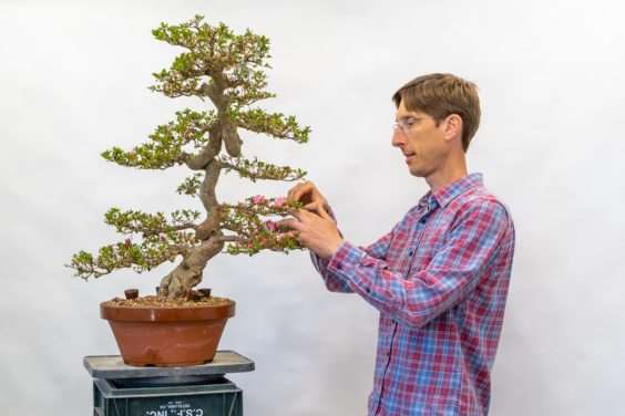 2019 今夜盆景展 图片