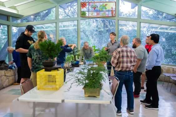 2019 今夜盆景展 图片