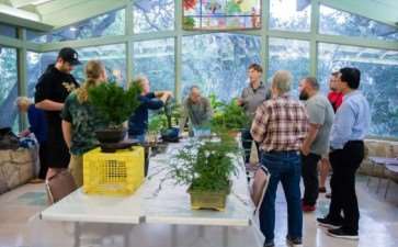 2019 今夜盆景展 图片