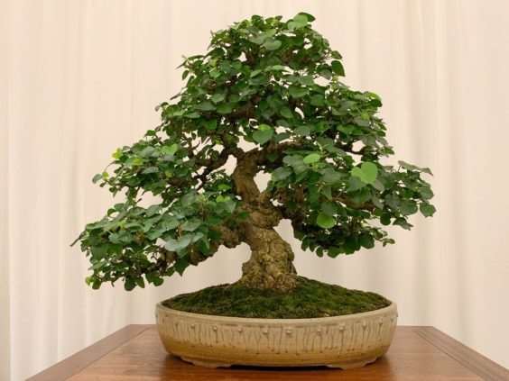 仔细观察河口展览上的盆景 图片