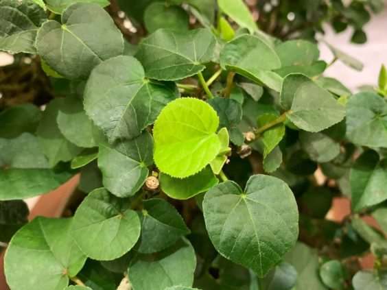 仔细观察河口展览上的盆景 图片