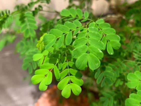 仔细观察河口展览上的盆景 图片