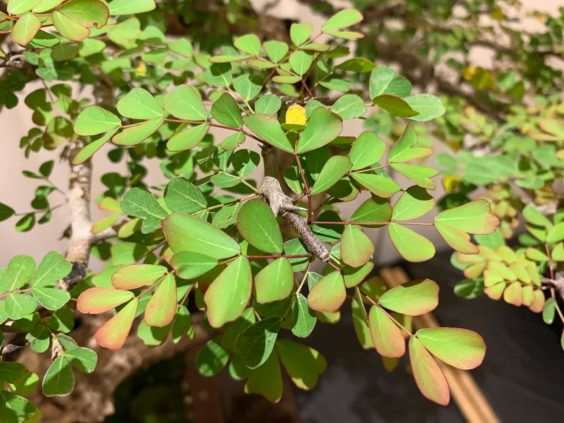 仔细观察河口展览上的盆景 图片