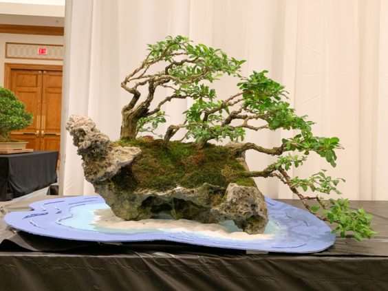 仔细观察河口展览上的盆景 图片