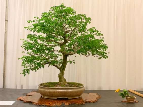 仔细观察河口展览上的盆景 图片