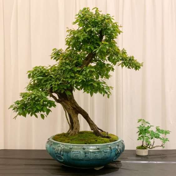 仔细观察河口展览上的盆景 图片