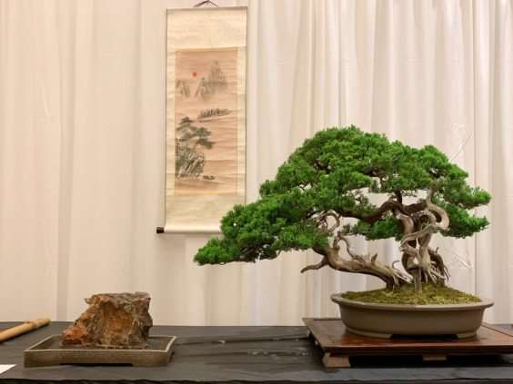 仔细观察河口展览上的盆景 图片