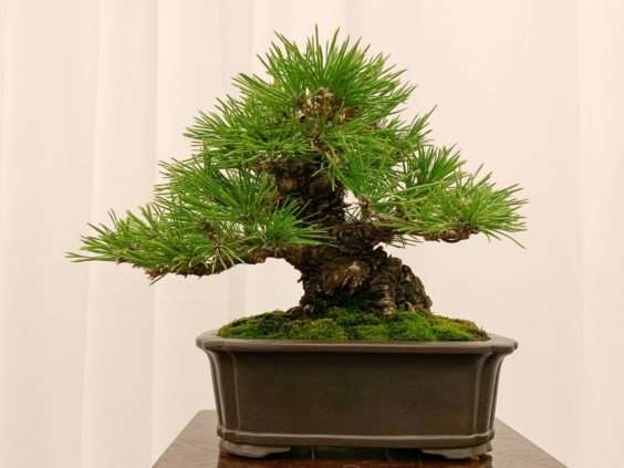 仔细观察河口展览上的盆景 图片