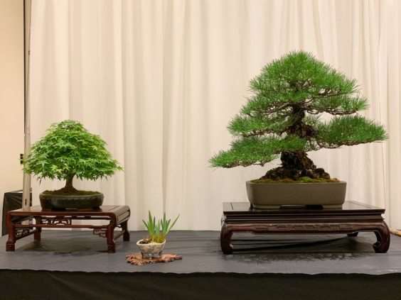 仔细观察河口展览上的盆景 图片