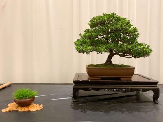 仔细观察河口展览上的盆景 图片