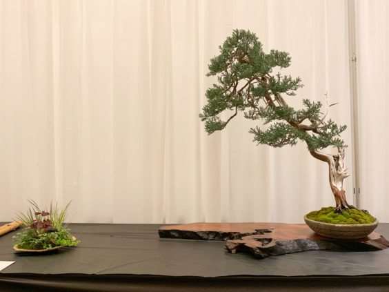 仔细观察河口展览上的盆景 图片