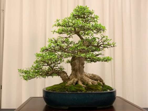 仔细观察河口展览上的盆景 图片