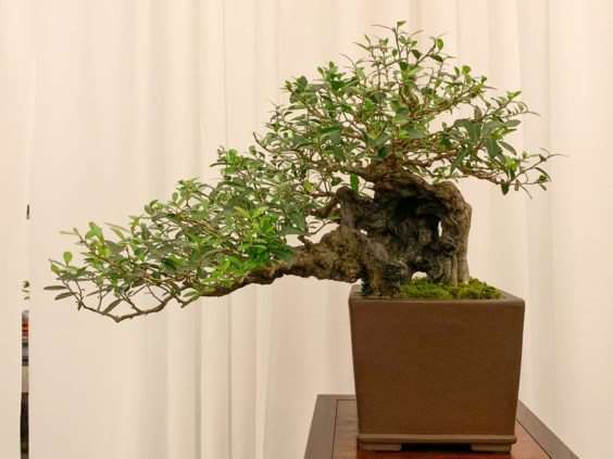 仔细观察河口展览上的盆景 图片