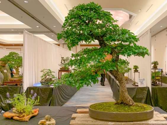 2019 美国盆景峰会 图片