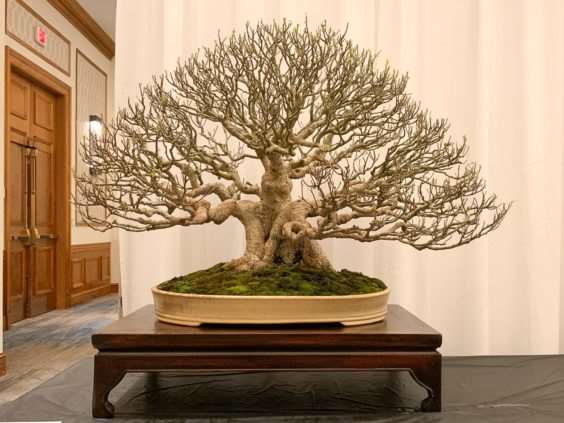 2019 美国盆景峰会 图片