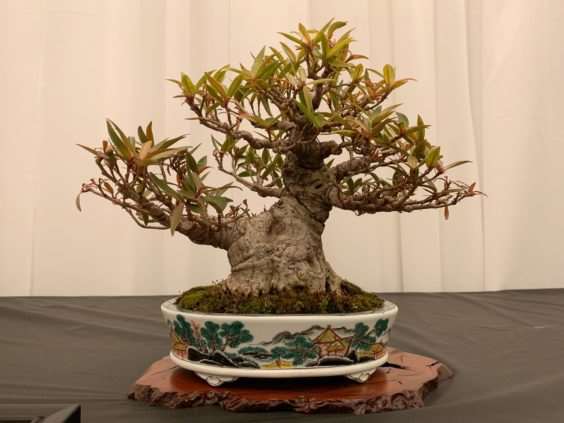 2019 美国盆景峰会 图片