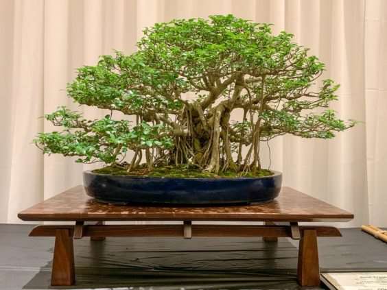 2019 美国盆景峰会 图片