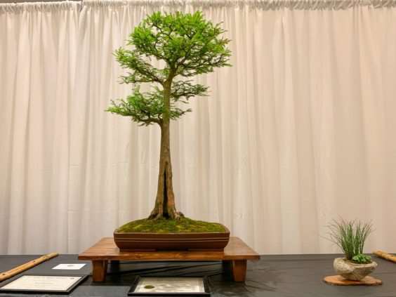 2019 美国盆景峰会 图片